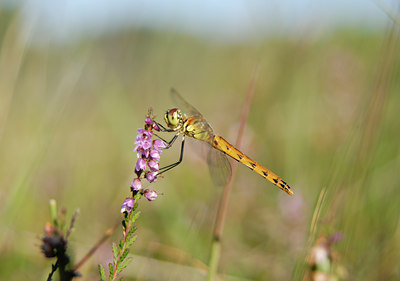 BUITEN BEELD Foto: 36777