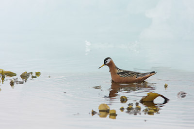 BUITEN BEELD Foto: 36787