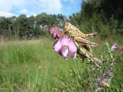 BUITEN BEELD Foto: 36833