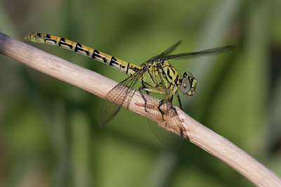 BUITEN BEELD Foto: 36844