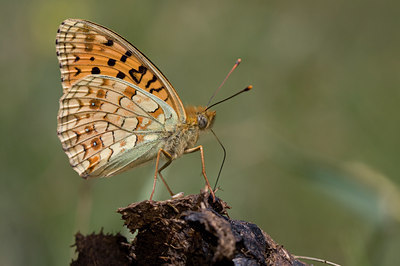 BUITEN BEELD Foto: 36846