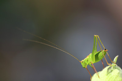 BUITEN BEELD Foto: 36848