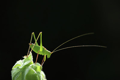 BUITEN BEELD Foto: 36850