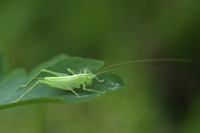 BUITEN BEELD Foto: 36851