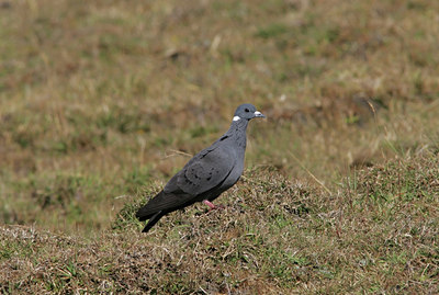 BUITEN BEELD Foto: 36859