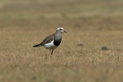 BUITEN BEELD Foto: 36861