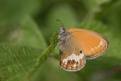 BUITEN BEELD Foto: 36879