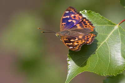BUITEN BEELD Foto: 36881
