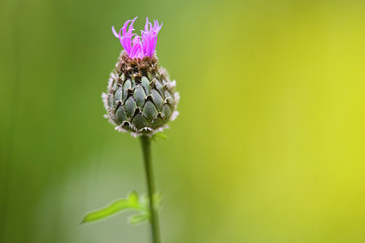 BUITEN BEELD Foto: 36900