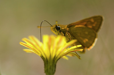 BUITEN BEELD Foto: 36909