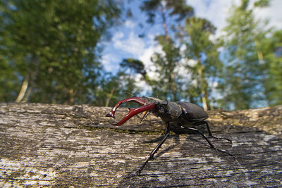BUITEN BEELD Foto: 36915