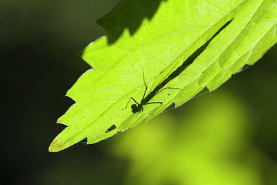 BUITEN BEELD Foto: 36928