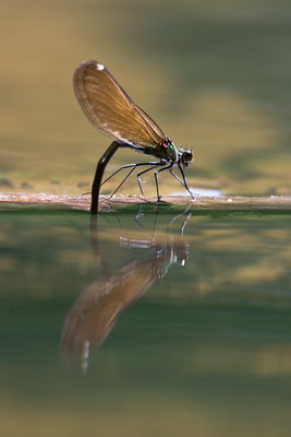 BUITEN BEELD Foto: 36929