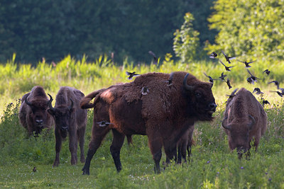 BUITEN BEELD Foto: 36934