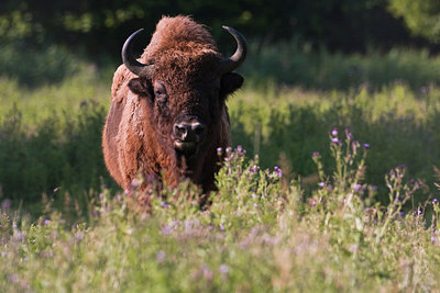 BUITEN BEELD Foto: 36935