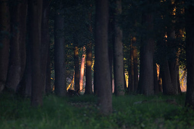 BUITEN BEELD Foto: 36952