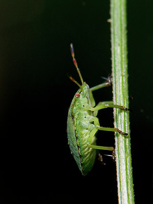 BUITEN BEELD Foto: 36973