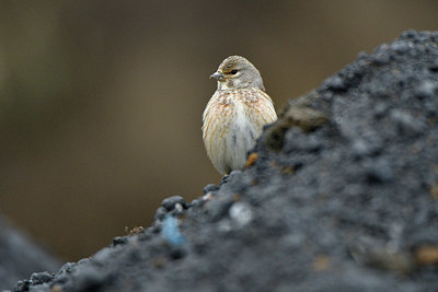 BUITEN BEELD Foto: 369097