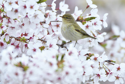 BUITEN BEELD Foto: 369099