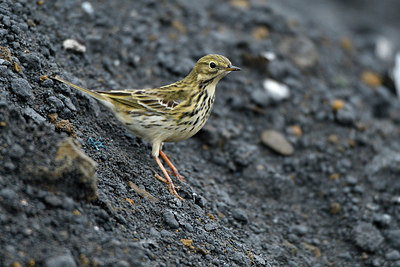 BUITEN BEELD Foto: 369111