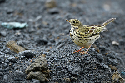 BUITEN BEELD Foto: 369115