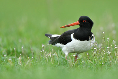 BUITEN BEELD Foto: 369117