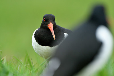 BUITEN BEELD Foto: 369124