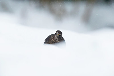 BUITEN BEELD Foto: 369137