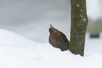 BUITEN BEELD Foto: 369141