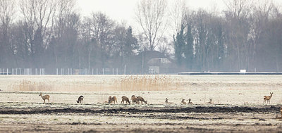 BUITEN BEELD Foto: 369142