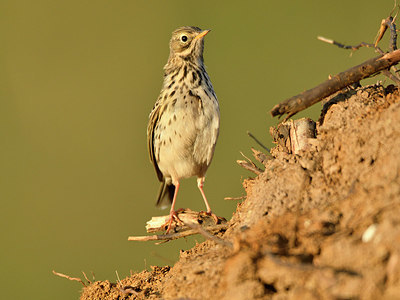 BUITEN BEELD Foto: 369210