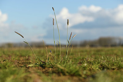 BUITEN BEELD Foto: 369216