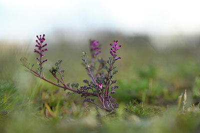 BUITEN BEELD Foto: 369218
