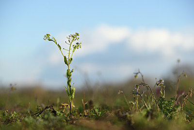 BUITEN BEELD Foto: 369221