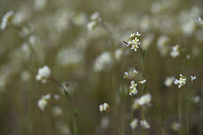 BUITEN BEELD Foto: 369290