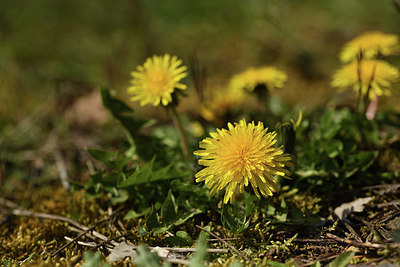 BUITEN BEELD Foto: 369291