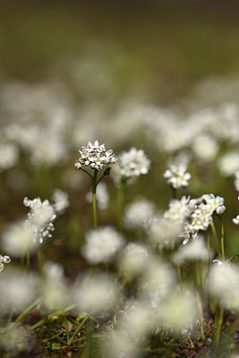 BUITEN BEELD Foto: 369296