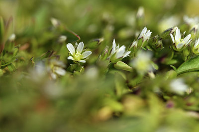 BUITEN BEELD Foto: 369298