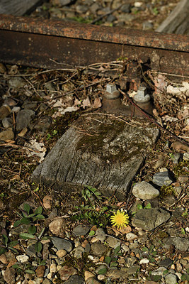 BUITEN BEELD Foto: 369302
