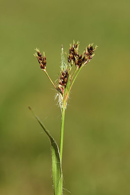 BUITEN BEELD Foto: 369306