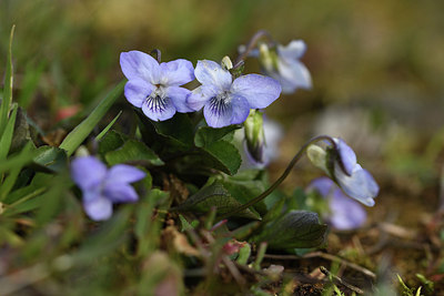 BUITEN BEELD Foto: 369308