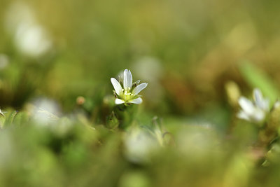 BUITEN BEELD Foto: 369313