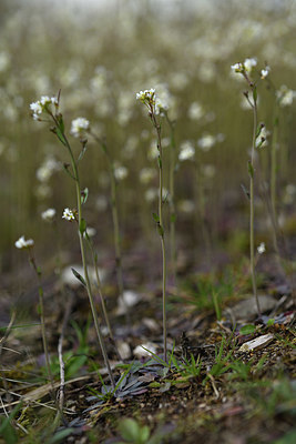 BUITEN BEELD Foto: 369318