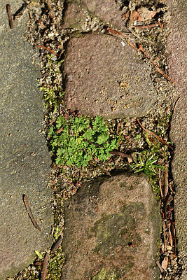 BUITEN BEELD Foto: 369320