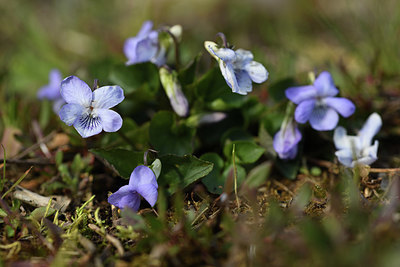 BUITEN BEELD Foto: 369326