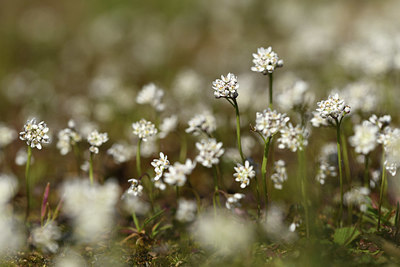 BUITEN BEELD Foto: 369334