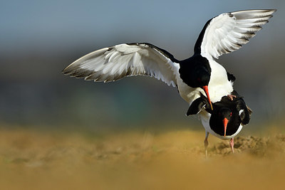 BUITEN BEELD Foto: 369364