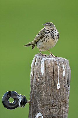 BUITEN BEELD Foto: 369367
