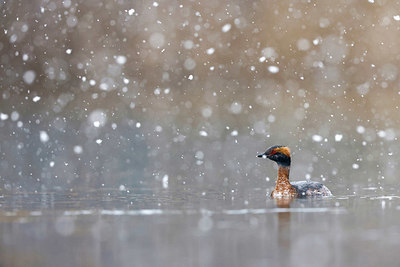 BUITEN BEELD Foto: 369378