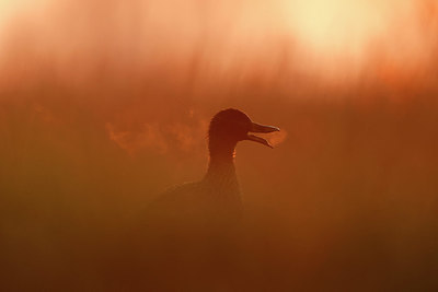 BUITEN BEELD Foto: 369379